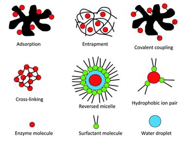 Enzyme Immobilization- Methods and Applications