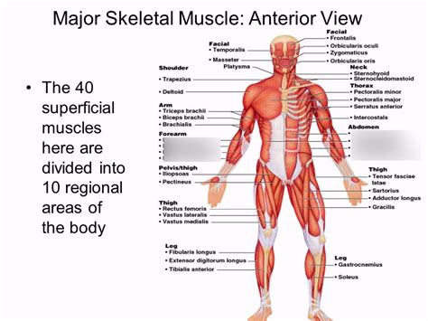 Honors Anatomy and Physiology: Superficial and Deep Muscles of the ...