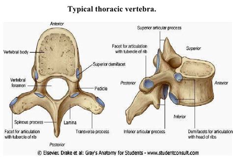 The distinct features of the thoracic vertebra. | Thoracic vertebrae ...