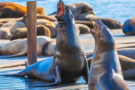 Pier 39 Sea Lions: hungry but not broken