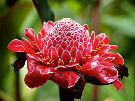 How to Grow and Care for Torch Ginger (Etlingera elatior) - World of ...