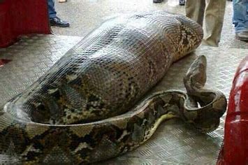 So, A Python Didn't Actually Eat A Drunk Guy In India