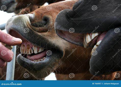 Cleaning Horse's Teeth Royalty Free Stock Photography - Image: 766997