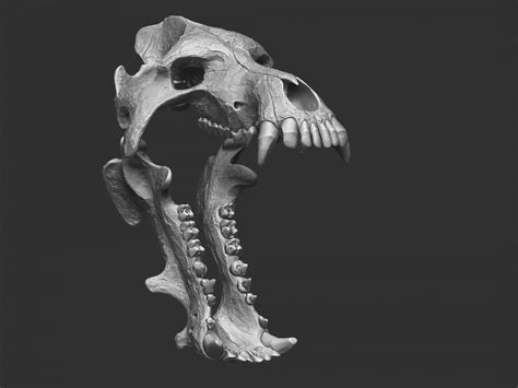 Daeodon Shoshonensis Skull - 3D Print Model by rbonnacoelho