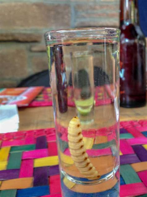 What Is A Tequila Worm? Can I Eat It? | Travel Food Atlas