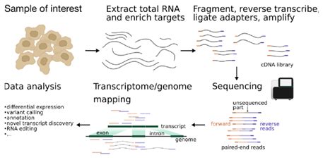 Overview of the experimental steps in a RNA­seq protocol. The cDNA... | Download Scientific Diagram