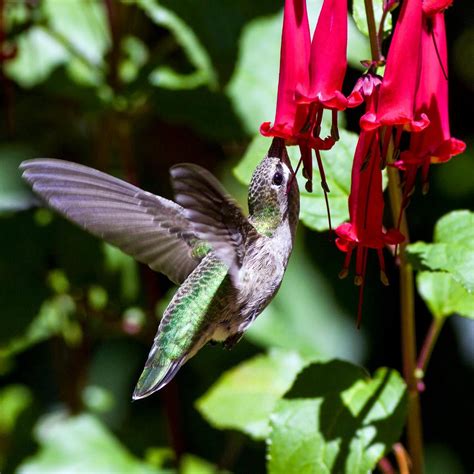 8 Flowers That Attract Hummingbirds | The Family Handyman