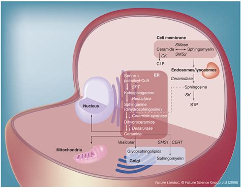 Metabolism and function of sphingolipids | Download Scientific Diagram