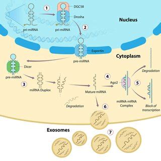 MicroRNA expression and function on post-transcriptional regulation of ...