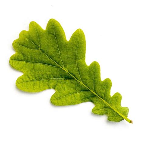 Types Of Oak Tree Leaves