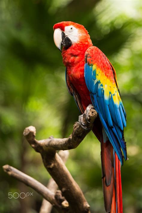 Portrait of Portrait of Scarlet Macaw parrot - Portrait of colorful ...