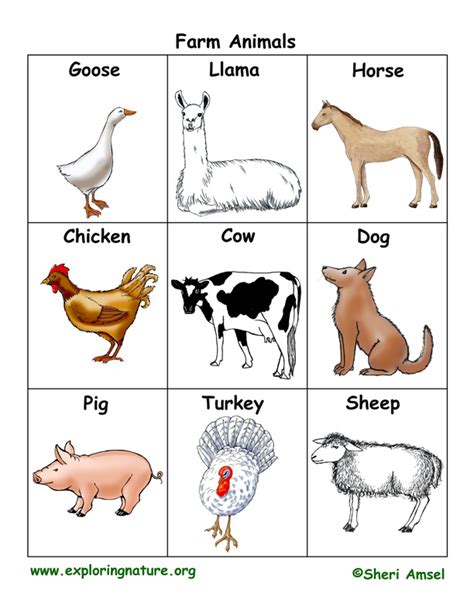 Farm Animal Flashcards