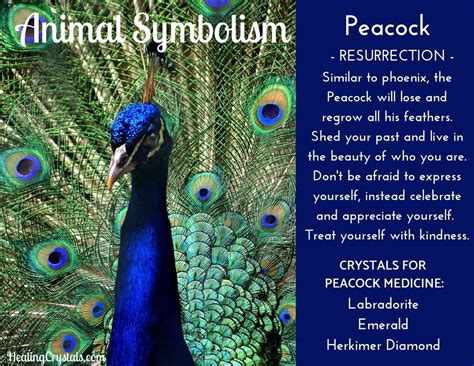 Peacock Flower Symbolism