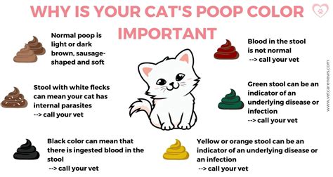 Is My Cat's Poop Normal? Cat Poop Chart With Pictures, 51% OFF