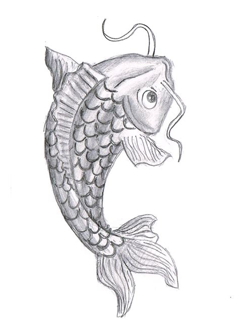 Koi Fish Drawing : Biological Science Picture Directory – Pulpbits.net