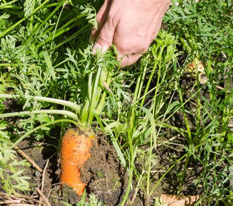 Gardening Pulling Carrots stock image. Image of farm - 21101777