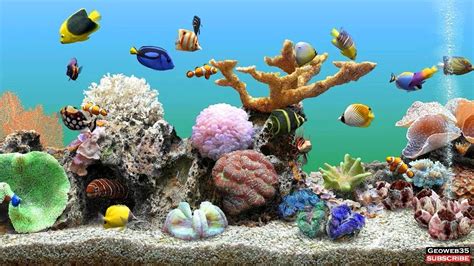 Marine Aquarium Screensaver Best Fish Tank 3 Hours of Relaxing Video ...