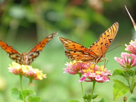 Butterfly Gardens: Flowers And Plants That Attract Butterflies