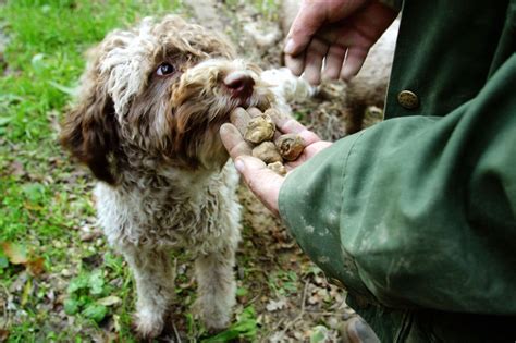 16 of the Most Adorable Truffle Hunting Dogs | Truffle hunting, Hunting ...