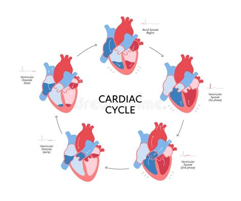 Cardiac Cycle Phases Diagram