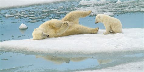 International Polar Bear Day Spreads Awareness of Polar Bear ...