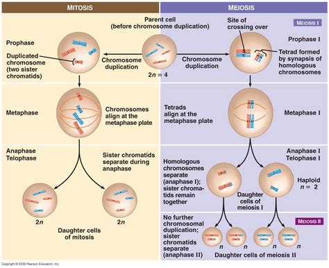 30 HD Which Cells Are Haploid - insectza