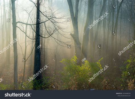 602,730 Morning fog forest landscape Images, Stock Photos & Vectors ...