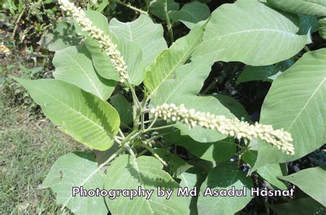 Wild & Garden Flowers: Polygonaceae