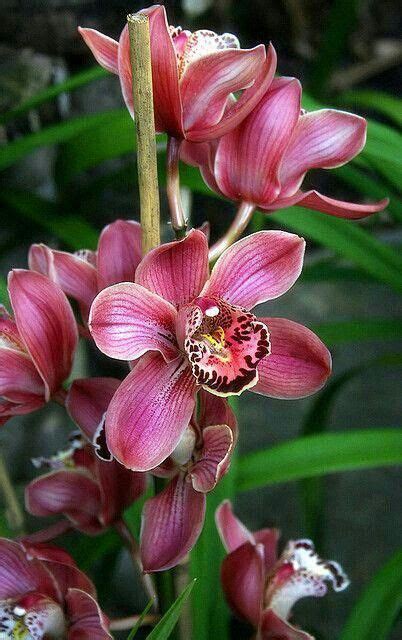 orchids amazon rainforest #Orchids | Beautiful orchids, Amazing flowers ...