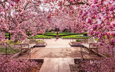 Cherry blossoms at the National Mall, Washington, DC | National mall ...