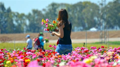 Girl Picking Flowers in the Park | Best Pictures in the World