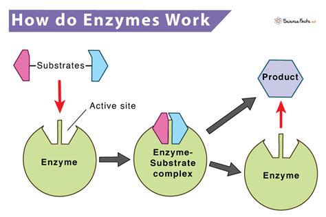 Enzymes Structure Classification And Function