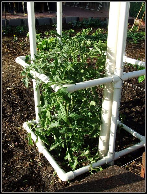 14 DIY Tomato Trellis - DIYCraftsGuru