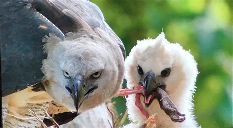 Guyana’s Giant Harpy Eagle – The Largest Eagle In The World! - Things ...