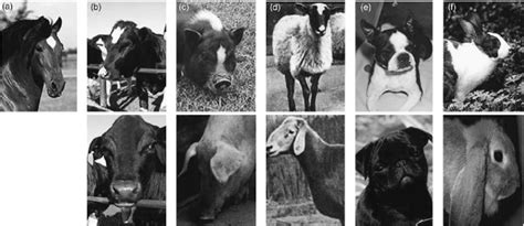 Examples of morphological traits shared among domestic animal species ...