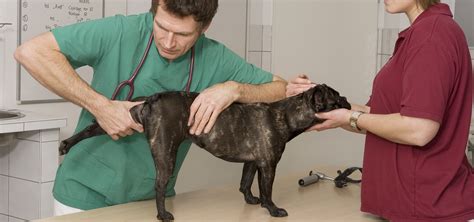 Dog Hip Replacement Cost - All You Need to Know - PetBudget