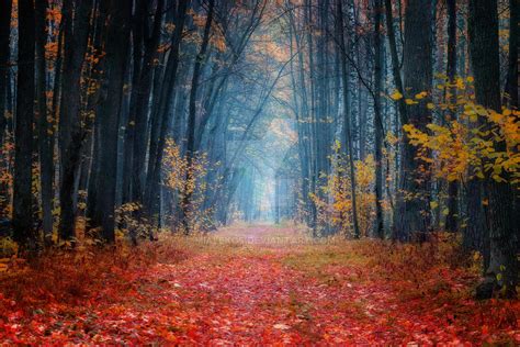 autumn forest by mialekos on DeviantArt