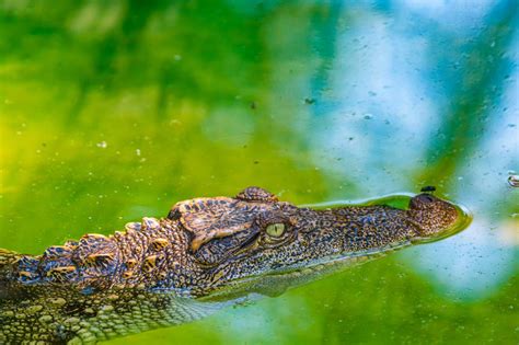 The surprising story of rediscovering Siamese crocodiles in Southwest ...