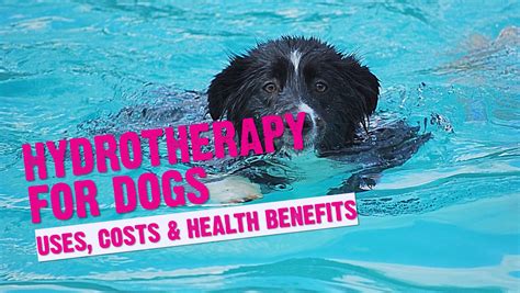 Canine Hydrotherapy Guide (Benefits of Hydrotherapy For Dogs)