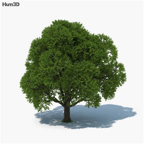 Oak Tree 3d Model