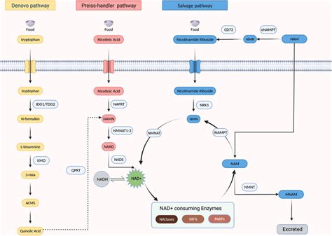 NAD⁺ biosynthesis pathways from its precursors | Download Scientific ...