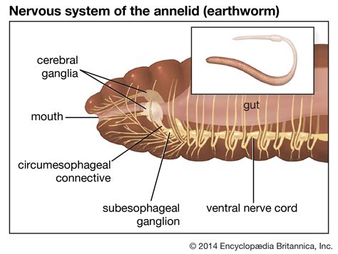 Worms Anatomy