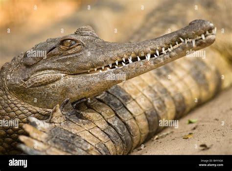 Slender snouted crocodile on the tail of another crocodile, St Lucia ...