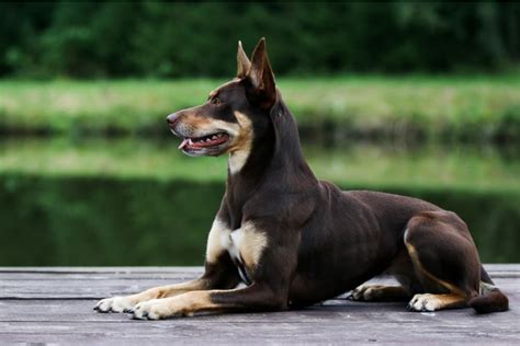 13 Black and Brown Dog Breeds | Great Pet Care