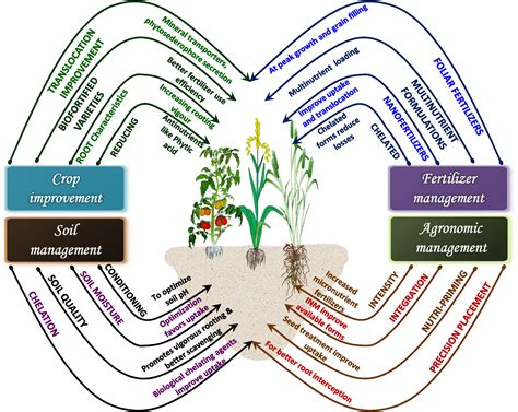 Frontiers | Agronomic biofortification of food crops: An emerging ...