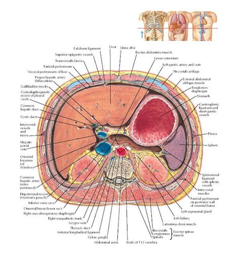 Schematic Cross Section of Abdomen at Middle T12 Anatomy Liver ...