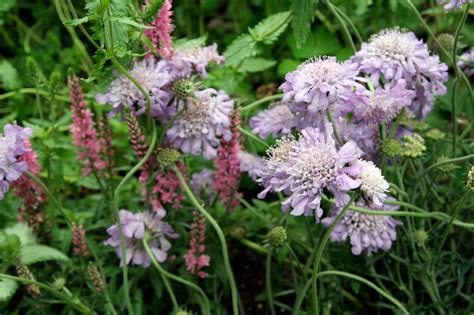 Looking for a new addition to theTry Scabiosa, also known as pincushion ...