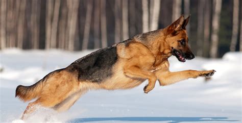 German Shephard Training | Puppy Training & Dog Boarding