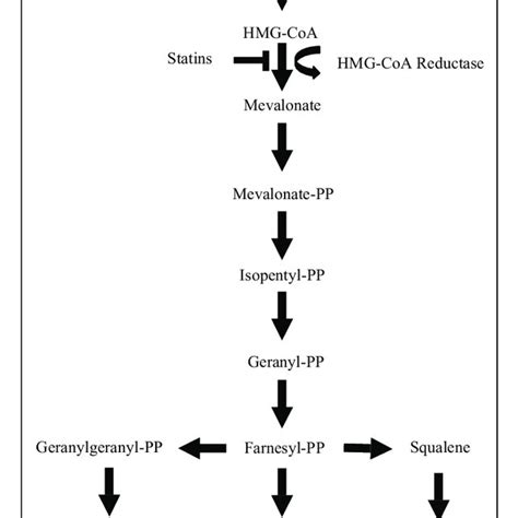 Statin Brand Names and Basic Pharmacology | Download Table