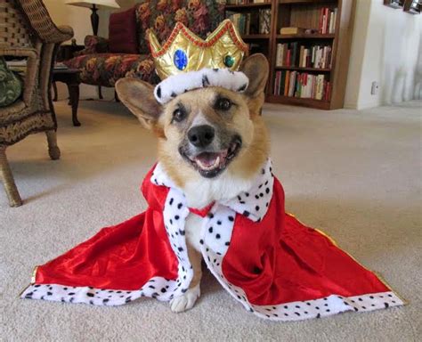 More #Corgis in Costumes: Halloween Week Rolls On! - The Daily Corgi